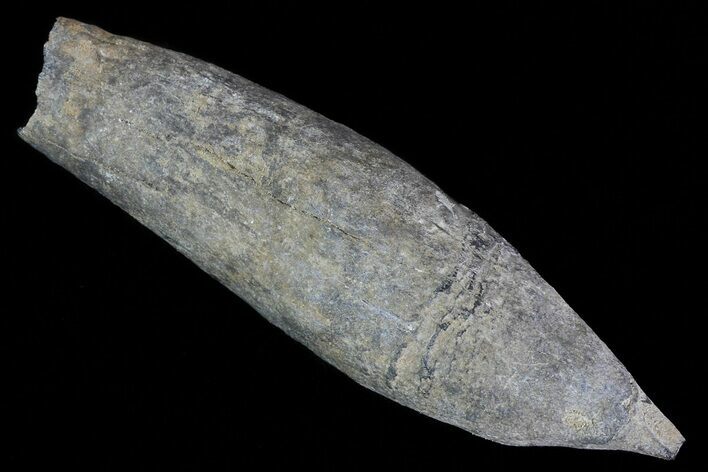 Fossil Pygmy Sperm Whale (Kogiopsis) Tooth #78233